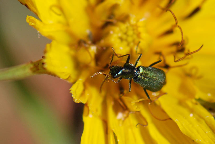 Malachiidae Clanoptilus elegans?